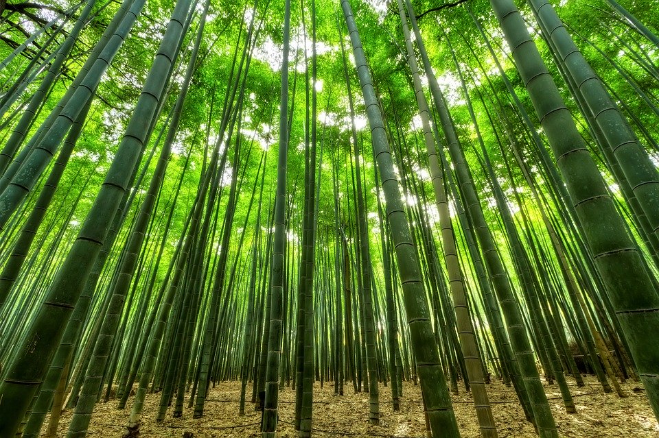 松竹梅の竹のイメージ